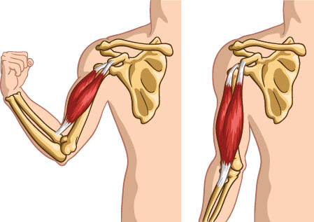 Schéma de travail du biceps lorsqu'on plie le bras